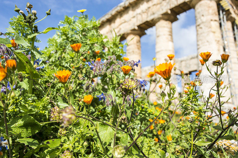 Segesta Temple -专注于花。